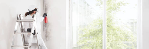 Mashpee Neck, MA Mold Removal Company